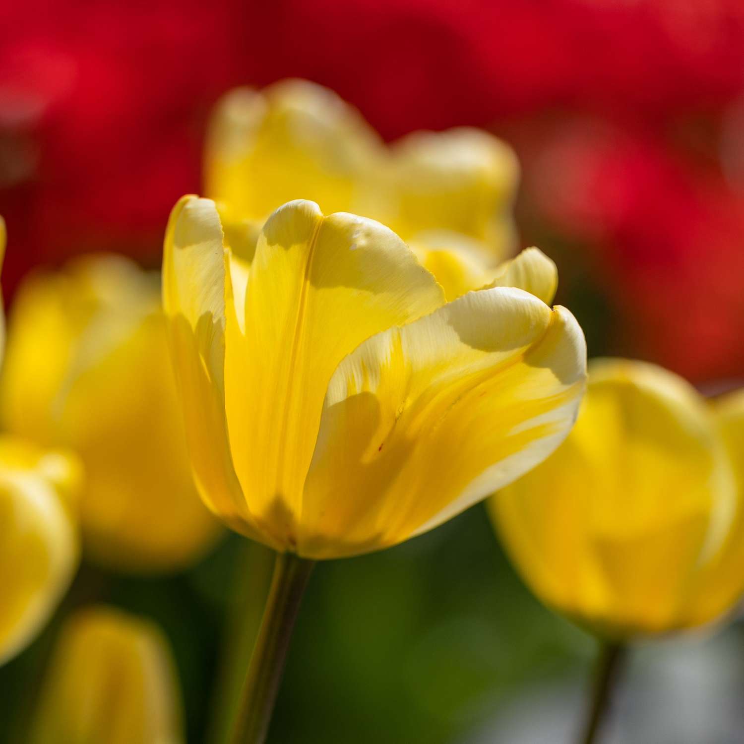Tulpe 'Golden Apeldoorn' - Tulipaner